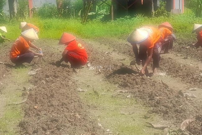 Manfaatkan Lahan, WBP Lapas Piru Tanam Kacang Panjang