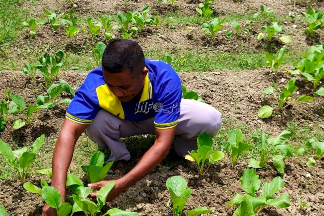 Rutan Masohi Fasilitasi Pengembangan Keterampilan WBP di Bidang Pertanian