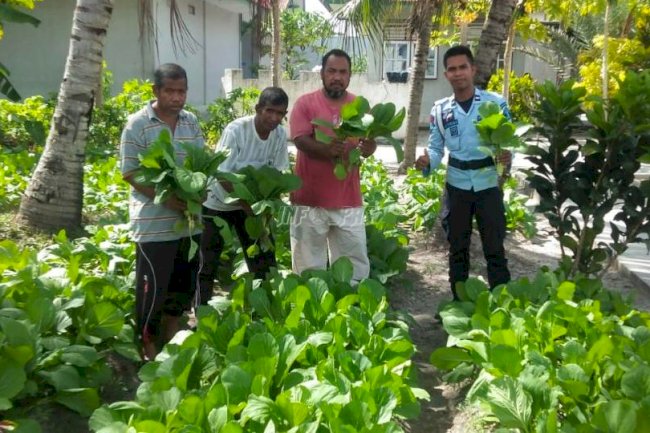Lapas Namlea Panen Sawi Hasil Pertanian WBP