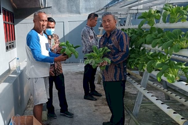 Sayuran Hidroponik Hasil Budidaya WBP Rutan Ambon Laris Dibeli Masyarakat