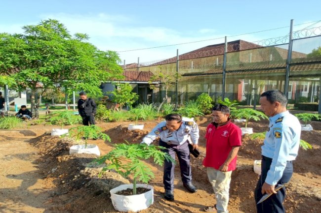 Lapas Tanjungpandan Kembangkan Budidaya Pepaya California