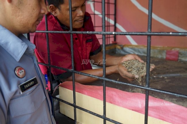 Lapas Medan Penen 5 Kg Maggot Sampah Organik