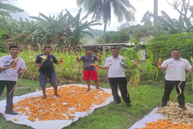 Lapas Tahuna Panen Ribuan Jagung Hasil Pertanian