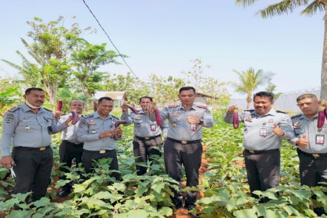 Lapas Kupang Panen Raya Tanaman Terong