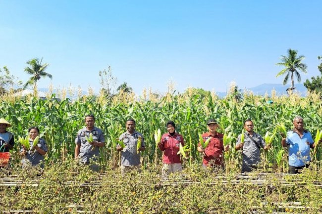 Lapas Kalabahi Panen Raya Aneka Sayur Mayur