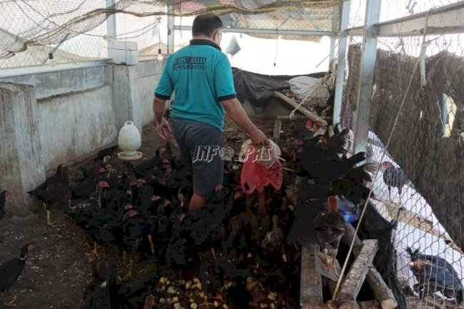 Siap Jadi Pebisnis, Warga Binaan Lapas Pangkalpinang Belajar Ternak Ayam Merawang