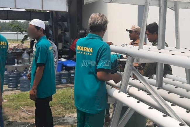 Produktif, Warga Binaan Lapas Palangka Raya Budidaya Sawi