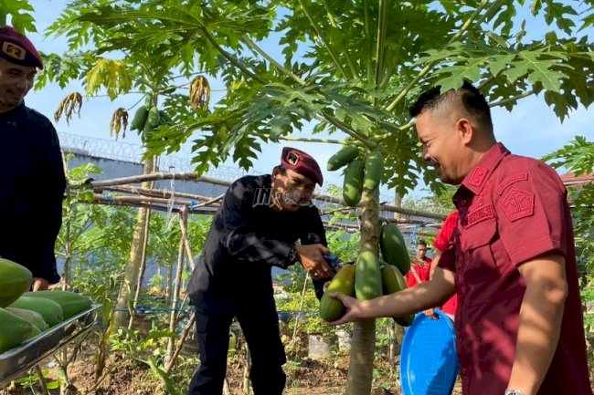 Kalapas & Warga Binaan Lapas Tanjungpandan Panen Perdana Pepaya California
