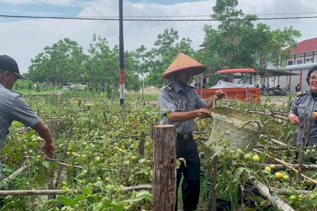 Panen Perdana Timun dan Tomat di Kantor Baru Lapas Palangka Raya