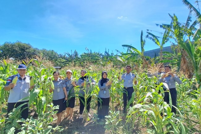 Lapas Kalabahi Sukses Panen 300 Kg Jagung Manis