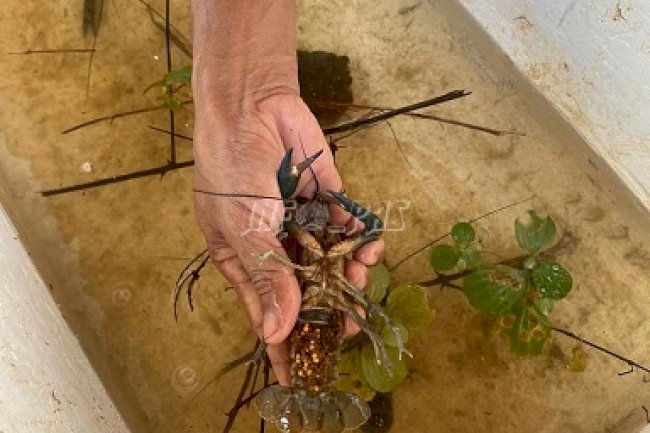 Lapas Narkotika Karang Intan Budidayakan Lobster Air Tawar