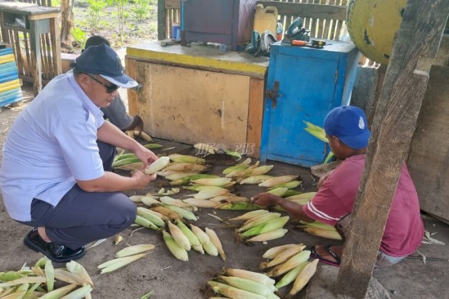 Awal Tahun 2024, Lapas Kalabahi Panen 200 Kg Jagung