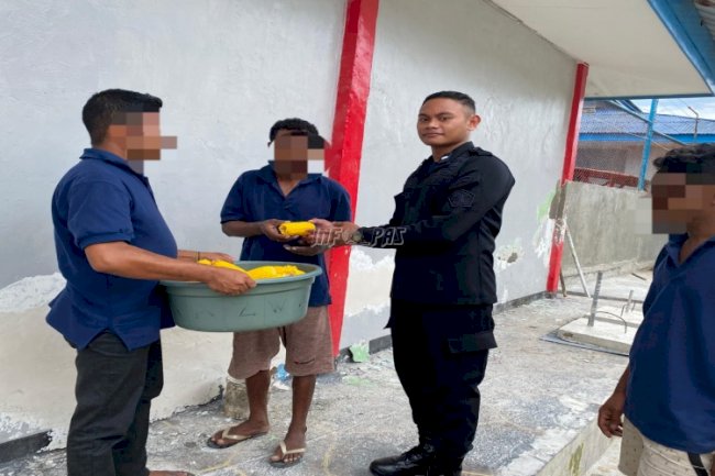 Perdana di Tahun 2024, Lapas Kalabahi Panen Jagung Melimpah