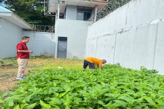 Manfaatkan Lahan Kosong, Hasil Panen Kangkung Rutan Sinjai Melimpah