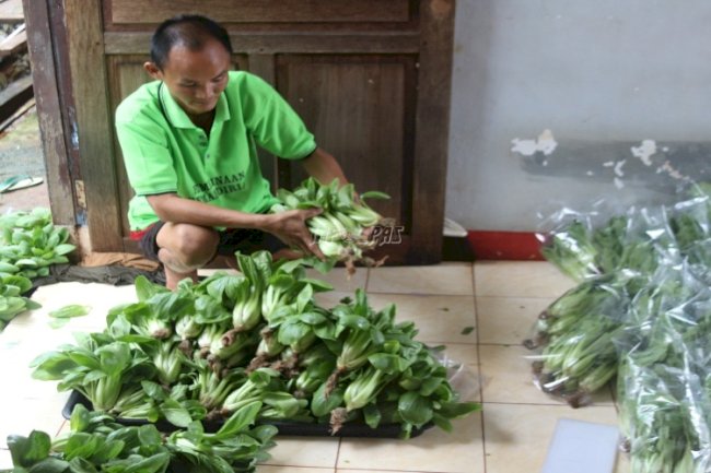 Laris Manis, 150 Kg Sayuran Hidroponik Warga Binaan Lapas Kolonodale Diborong Pembeli