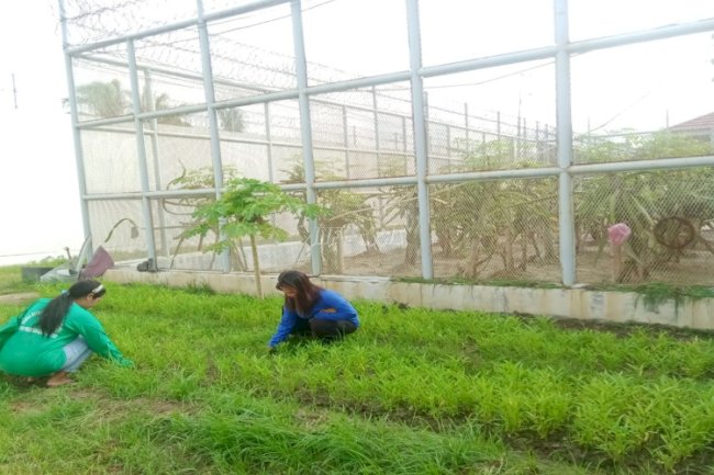 Lapas Perempuan Palu Manfaatkan Brandgang Jadi Kebun Sayur 