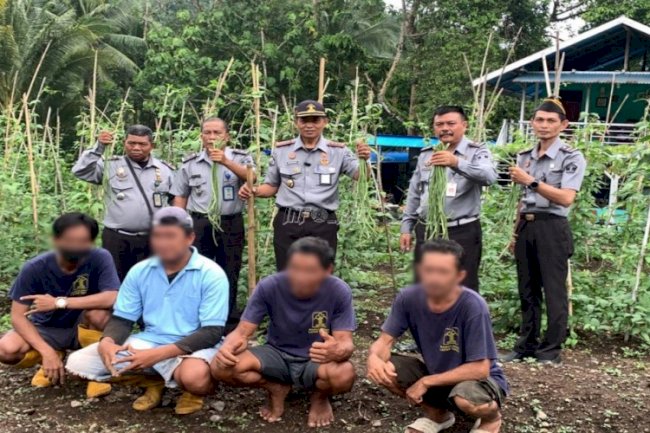 Lapas Tahuna Panen Sayur Kacang Panjang di Kebun SAE