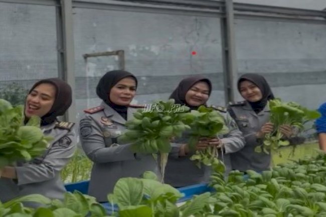 Lapas Perempuan Palembang Panen Hasil Budidaya di Green House Hidroponik