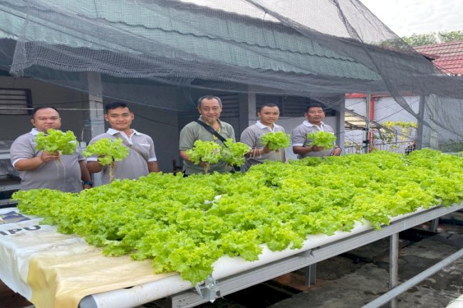 Ratusan Selada Hasil Perkebunan Warga Binaan Lapas Banjarmasin Diborong Pembeli