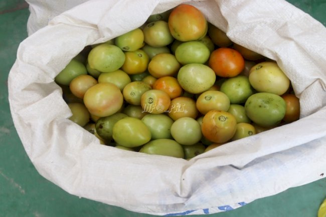 Lapas Palangka Raya Panen 40 Kg Tomat