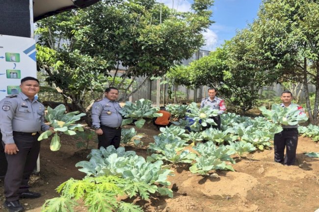 Lapas Banjarbaru Panen Puluhan Kilogram Kembang Kol di Lahan SAE 