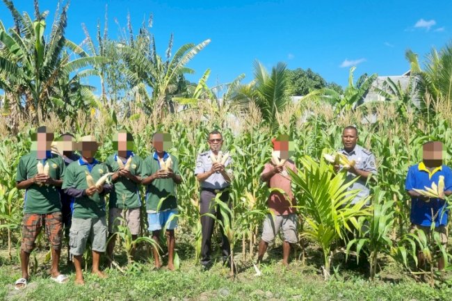 Lapas Kalabahi Panen Raya Jagung di Kebun SAE