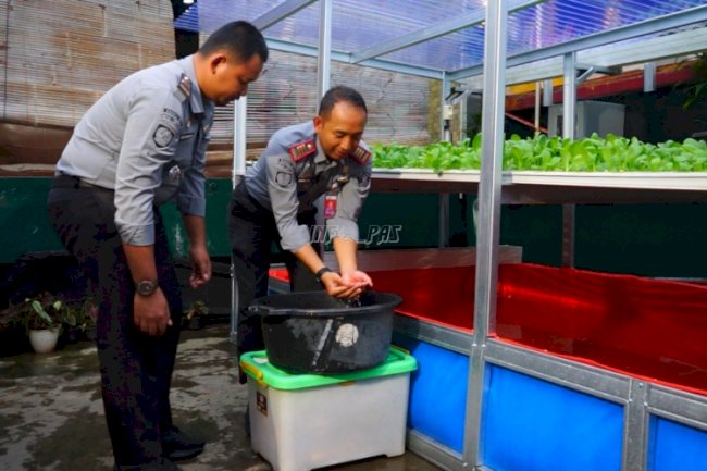 Dukung Ketahanan Pangan dan Kemandirian Warga Binaan, Karutan Cipinang Tebar 1.000 Benih Ikan Nila
