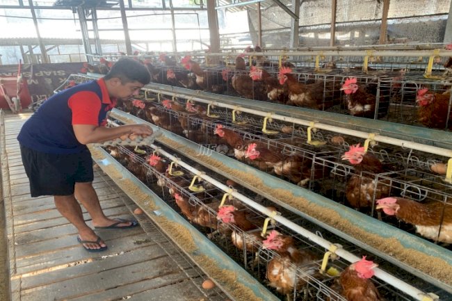 Pokja Ayam dan Bebek Petelur Rutan Negara Dukung Program Ketahanan Pangan