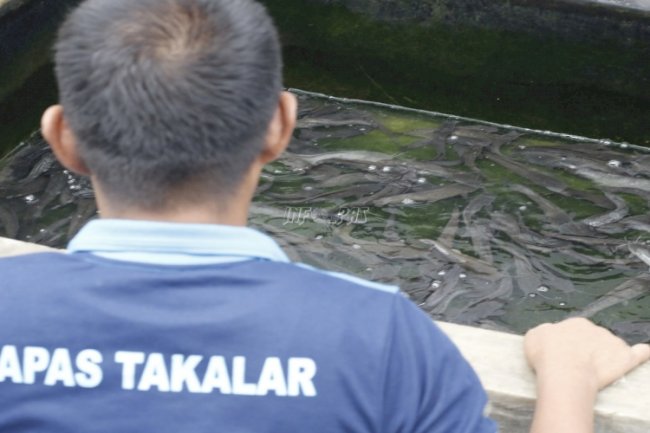 Warga Binaan Lapas Takalar Optimalkan Budidaya Ikan Lele