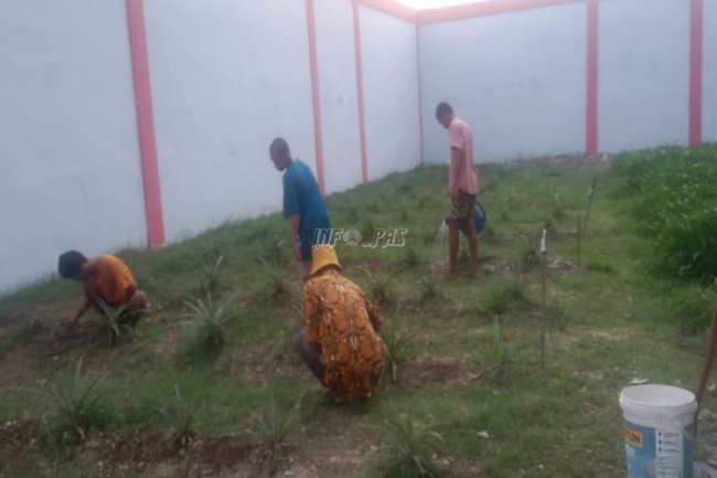 Anak Binaan LPKA Medan Kembangkan Budidaya Nanas dengan Teaching Factory