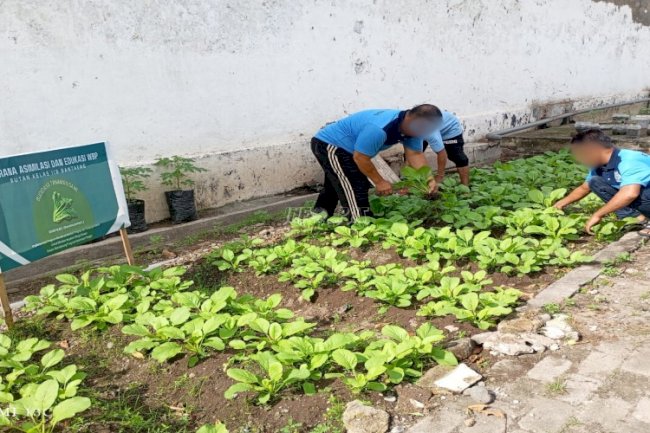 Warga Binaan Rutan Bantaeng Panen Perdana Sawi Hijau di Area Branggang
