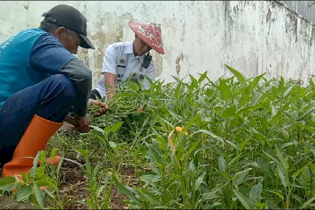 Panen Tiap Pekan, Lapas Cilacap Hasilkan Satu Kwintal Kangkung dalam Sebulan