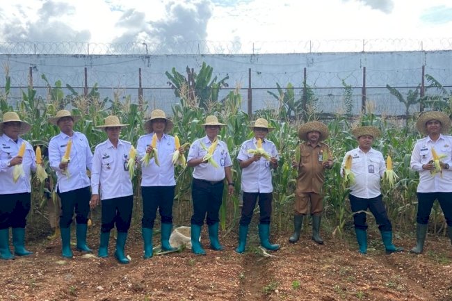 Lapas Banjarbaru dan DKP3 Banjarbaru Panen Raya Jagung Manis dan Kangkung 