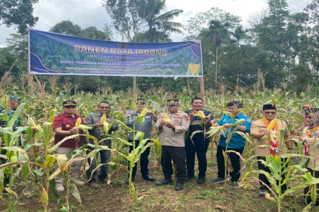 Dukung Ketahanan Pangan, Lapas Suliki Panen Raya Satu Ton Jagung Manis
