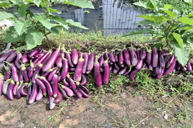 Dukung Ketahanan Pangan Nasional, Rutan Marabahan Sukses Panen 21 Kg Terong