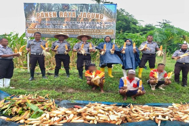 Lapas Atambua Kembali Panen Raya Dua Ton Jagung Hibrida