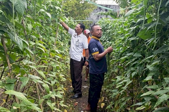 Lapas Bandanaira Kembali Panen 13 Kg Kacang Panjang untuk Ketahanan Pangan