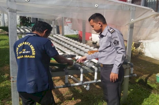 Warga Binaan Lapas Ambon Kembali Lakukan Penyemaian Bibit Selada 