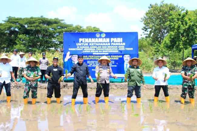 Dukung Ketahanan Pangan, Lapas Banyuwangi Tanam Padi di SAE Pakis