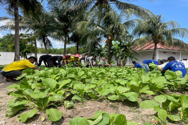 Berkah Bulan Puasa, Lapas Namlea Panen 25 Bedengan Sawi