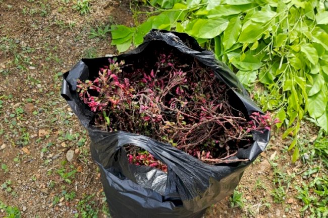 Banyak Khasiat, Lapas Pangkalpinang Budidayakan Krokot Topyari Merah