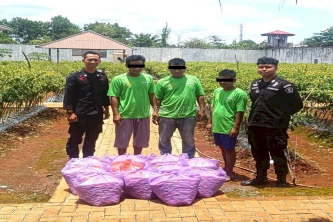 Rutan Pelaihari Kembali Produksi 110 Kg Cabai untuk Pasok Pasar Lokal