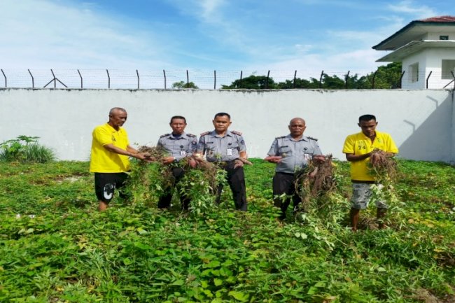 Panen Ubi Jalar, Lapas Namlea Terus Lanjutkan Program Ketahanan Pangan