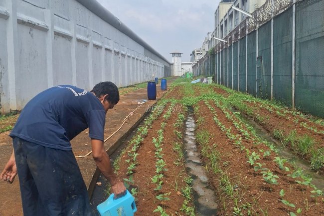 Tetap Produktif di Musim Hujan, Lapas Cipinang Intensifkan Program Ketahanan Pangan