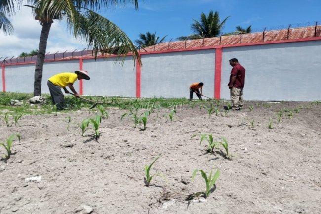 Lapas Namlea Mulai Budidayakan 9.500 Benih Jagung Hibrida