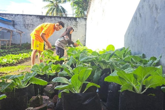 Warga Binaan Lapas Bandanaira Panen Pakcoy Sistem Polybag
