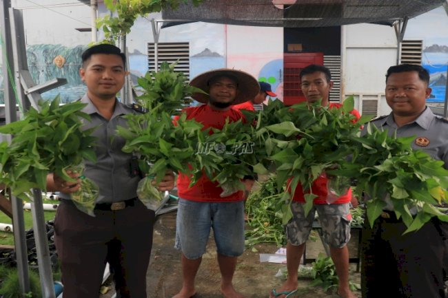 Lapas Pemuda Madiun Kembali Panen Kangkung dengan Sistem Hidroponik