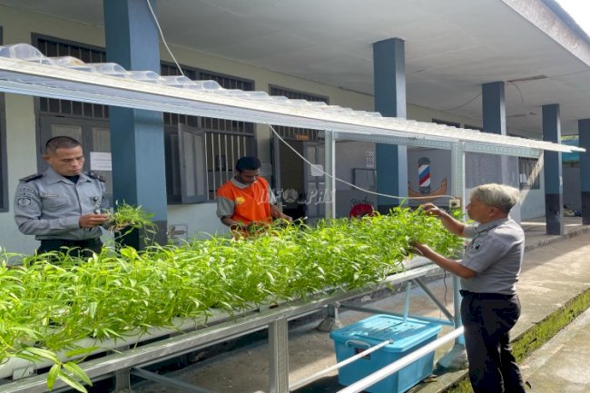 Rutan Ambon Kembali Panen Sayur Kangkung Hidroponik