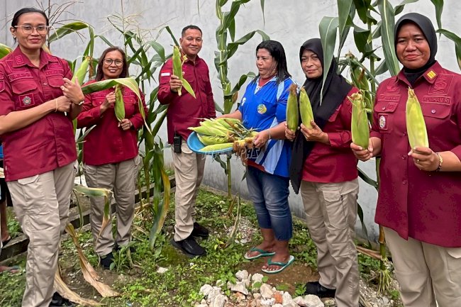 Lapas Perempuan Ambon Kembali Sukses Panen Jagung