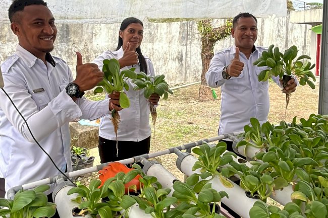 Lapas Perempuan Ambon Panen Pakcoy Hasil Pertanian Hidroponik